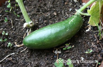 Fête à la courgette : l'édition 2008