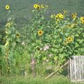 mes tournesols!