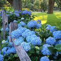 Hortensias bleus