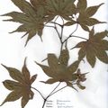 Herbier Acer palmatum ssp Matsumarae