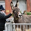 AVEC LES AMIS DE L’ÂNE, UNE ODE À LA BIODIVERSITÉ ET À L’AMOUR PARTAGÉ.