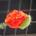 naissance d'un coquelicot