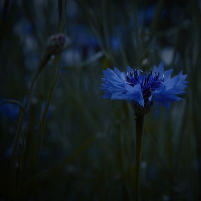 Le bleuet, une petite fleur qui aiguise la vue et l'esprit