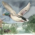 Aquarelle pour un chasseur amateur de gibier d'eau