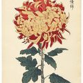  Keika Hasegawa 契華‏ 長谷川 (active 1892 - 1905) . One Hundred Chrysanthemums by Keika, 1893