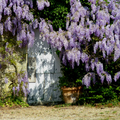La glycine, simplement éblouissante ! 