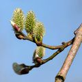 Voilà le printemps est arrivé .. 