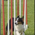 Concours Agility Thoiry - 20/5/12