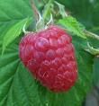 Gâteau au yaourt à la mangue et aux framboises