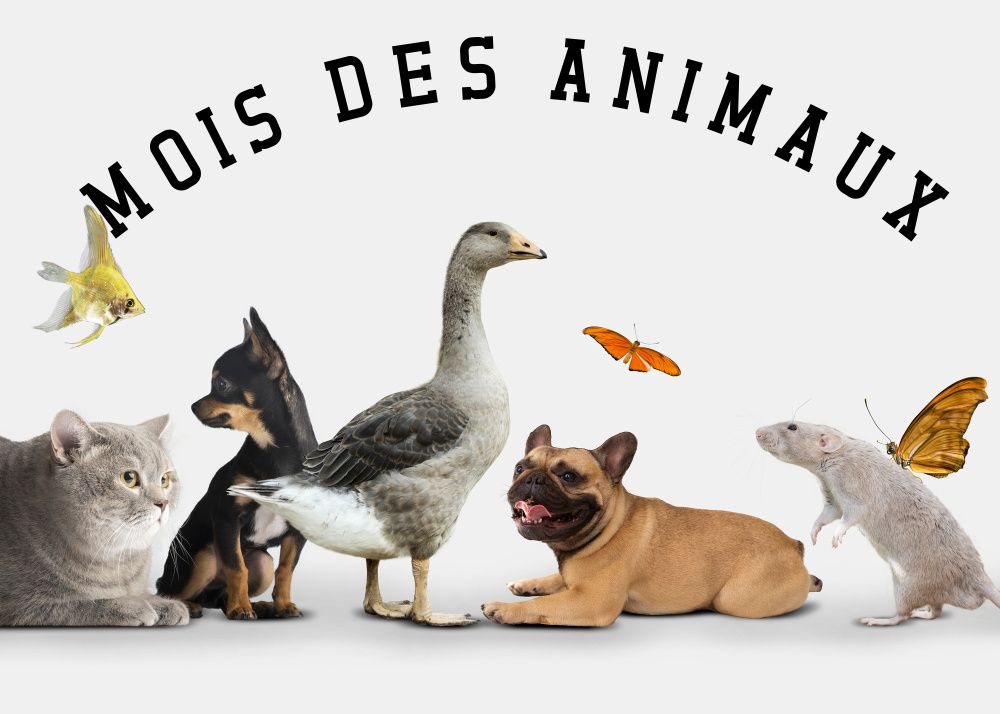 899 ANIMAL Cochon 19 juin (2)