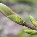 Au printemps je pense à vous