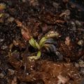 dionaea 'fuzzy tooth' 02d