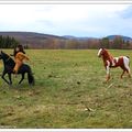 Capture d'une jument pinto + éducation des enfants (+ fond d'écran) - Capture of a mare pinto + wallpaper