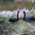 Les cygnes noirs du parc Montsouris