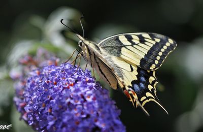 La star incontestée des papillons du jardin