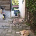 Gatos em ferias