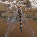 Neuroptera >Myrmeleontidae : Megistopus flavicornis ( Fourmilion)