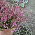 Calluna