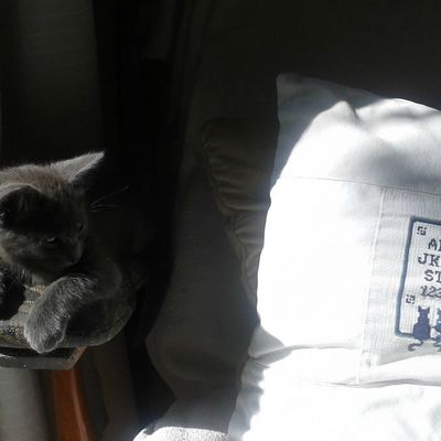 je lis les broderies aussi