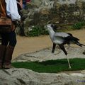 Serpentaire du PUY DU FOU