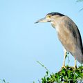 Bihoreau gris (Nycticorax nycticorax)