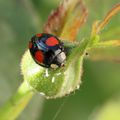 COCCINELLES ASIATIQUES