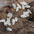 fourmis et larves