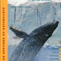 Les baleines et autres rorquals 