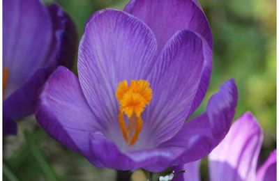  Fleurs de printemps au jardin