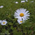 Pâquerettes du jardin