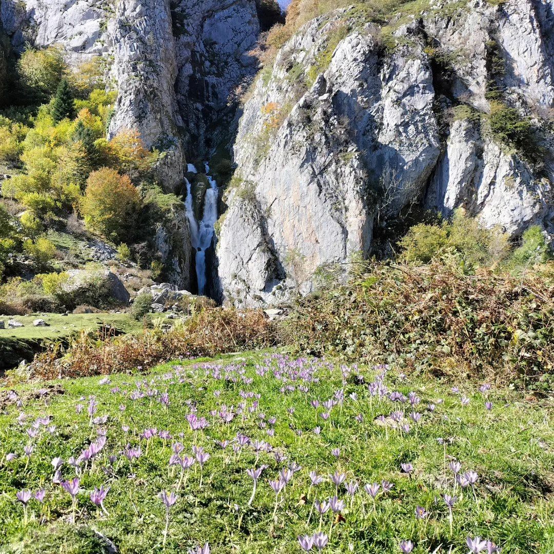 Lescun, plateau de Sanchèse, cascade de Sanchèse et colchiques, insta (64)