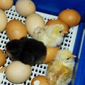 Naissance des poussins dans la classe(1)