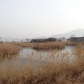 Baie de suncheon dans le Sud de la Corée
