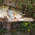 Brochet pêchée par moi, Laurence Breton Sophiemariemarti