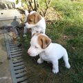 - Le Jack Russell Terrier 