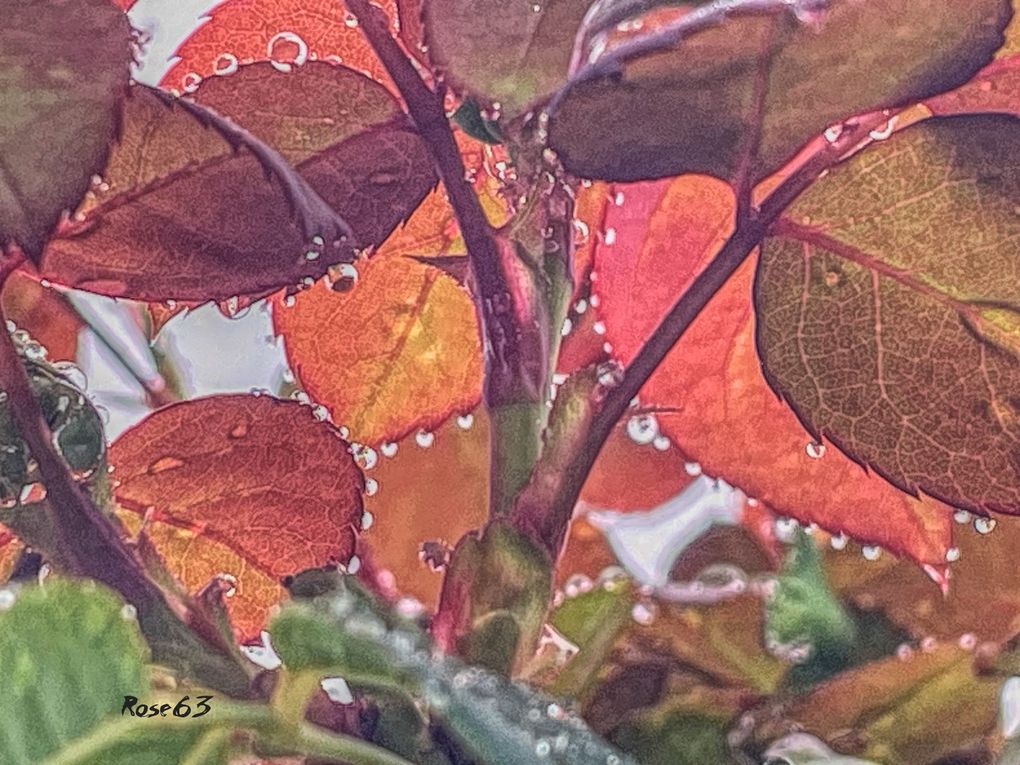 Lundi 29 sept 2025 un bol d'air au jardin c'était le 25 sept 2025 Mon diapo s'en suit 