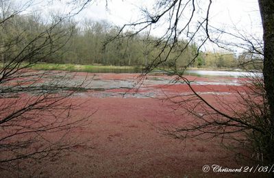 GLAGEON - Phénomène inexpliqué à l'Etang de la Forge