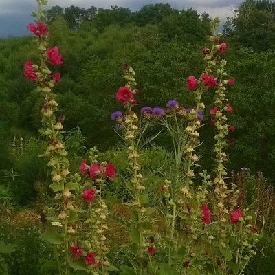 Roses trémières et fleurs de cardon