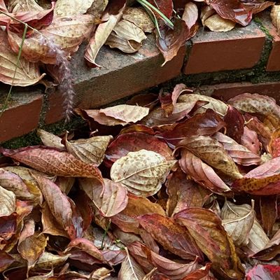 Encore de belles couleurs dans mon jardin en novembre