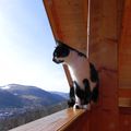 Chat d'mire le paysage !