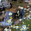 Jardin Alpin Col du Lautaret