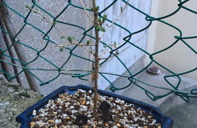 Mélèze d'Europe - Larix decidua