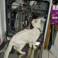 le nouveau lave vaisselle est bien mais le chat continue à faire la vaisselle....