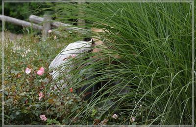 Dans les jardins du Puy du Fou.