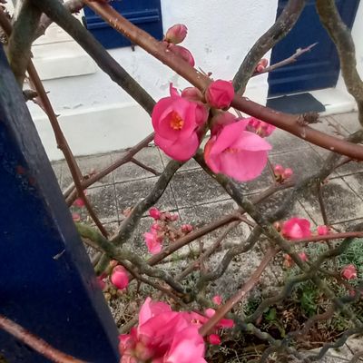 Sous le froid, le printemps....