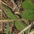 Le Lézard vert ou Limbert (Lacerta viridis) est une grande espèce de lézard, d'environ 30 cm de long