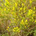 PHOTOS DE GARRIGUE