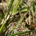 Sauterelles Vertes - Macrophotographies 