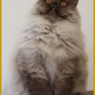 Bref. On a un chat 🐾😽