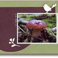 Scrapbooking en forêt